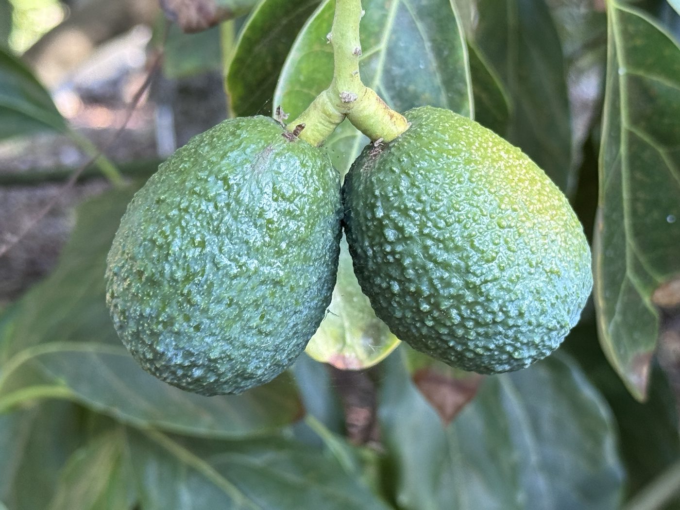 Avocados ripening on the tree in the grove at 2484 Dos Lomas, Fallbrook
