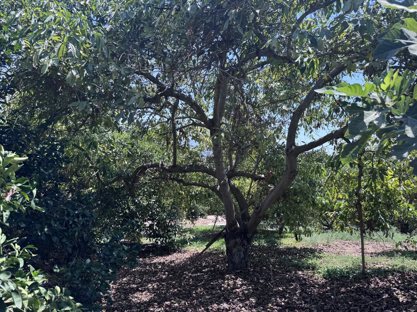 Mature avocado grove of roughly 300 trees on the 3.61-acre estate