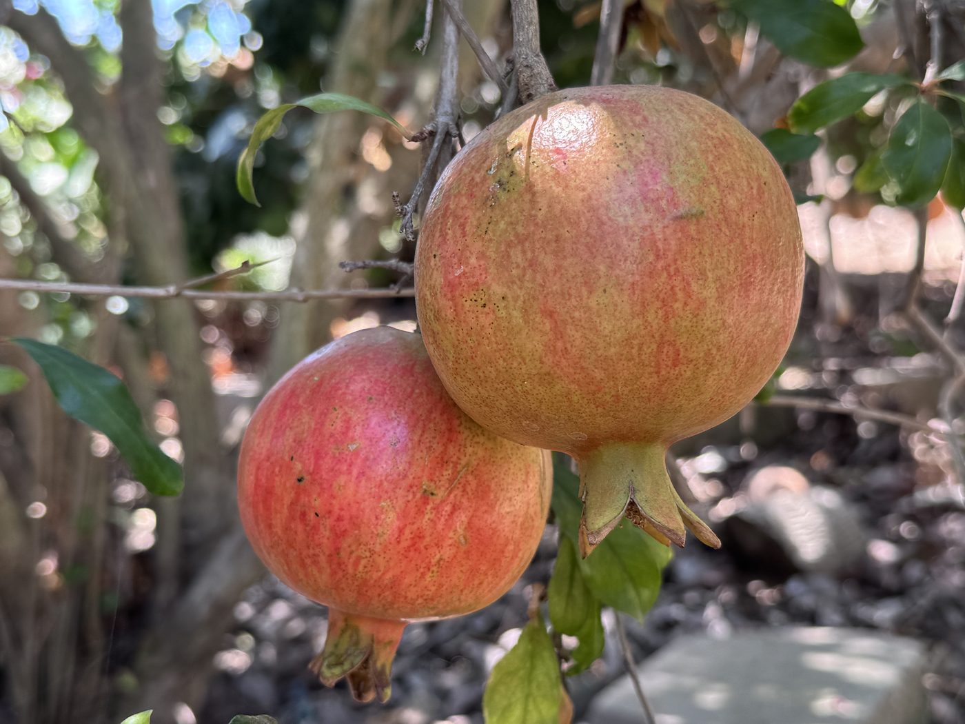 Pomegranates on the branch among the estate's citrus, fig, guava and cherimoya